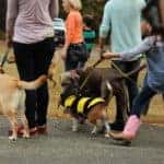 Dog Parks in Fort Worth