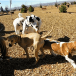 The best dog parks in Fort Worth, TX