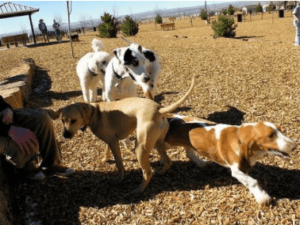 The best dog parks in Fort Worth, TX