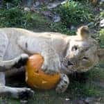 Spooky Activities For Halloween in Fort Worth, TX