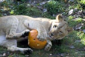 Spooky Activities For Halloween in Fort Worth, TX