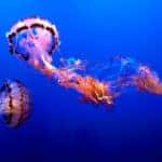 Excursions In Fort Worth, TX