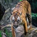 Boo at the Zoo features treat stations, special shows, and, of course, lots of exotic and exciting animals to visit.