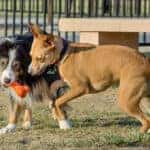 Two dogs playing with a toy in a dog park in fort worth, tx