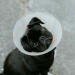Black dog in a cone at a Vet office in Fort Worth, TX