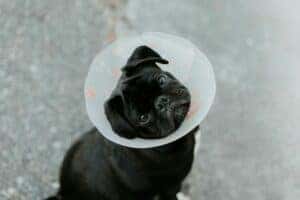 Black dog in a cone at a Vet office in Fort Worth, TX