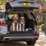 Illustration: two doodle dogs in travel harnesses sit on a cargo liner in the back of a GMC Acadia with the liftgate open in a Monroe driveway