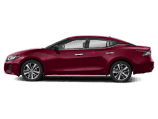 red maxima
