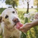 Dog drinking water from plastic bottle. Pet owner takes care of his labrador retriever during hot sunny day."t"n
