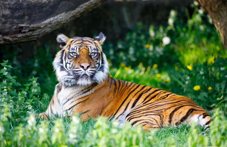 We Are Pawsitive You Will Love The Phoenix Zoo | Tempe Chrysler Jeep Dodge We Are Pawsitive You Will Love The Phoenix Zoo | Tempe Chrysler Jeep Dodge