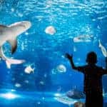 Serious boy looking in aquarium with tropical fish at oceanarium